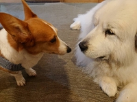犬と一緒にお食事【WhiteHouse花屋敷】看板犬になれるよ　としひこくん