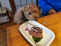 犬と一緒にお食事【WhiteHouse花屋敷】名古屋より