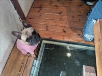 犬と一緒にお食事【WhiteHouse花屋敷】嬉しいリピーターさん