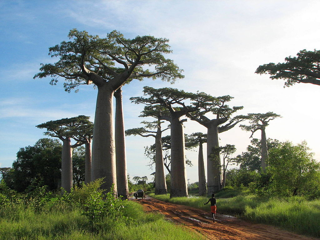 マダガスカル～消える命の森