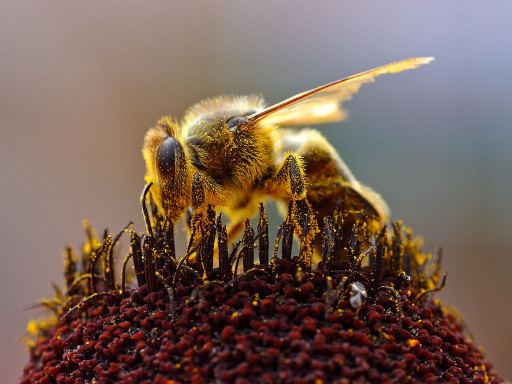 ミツバチがいないいない病～ＩＣチップで原因解明だ！