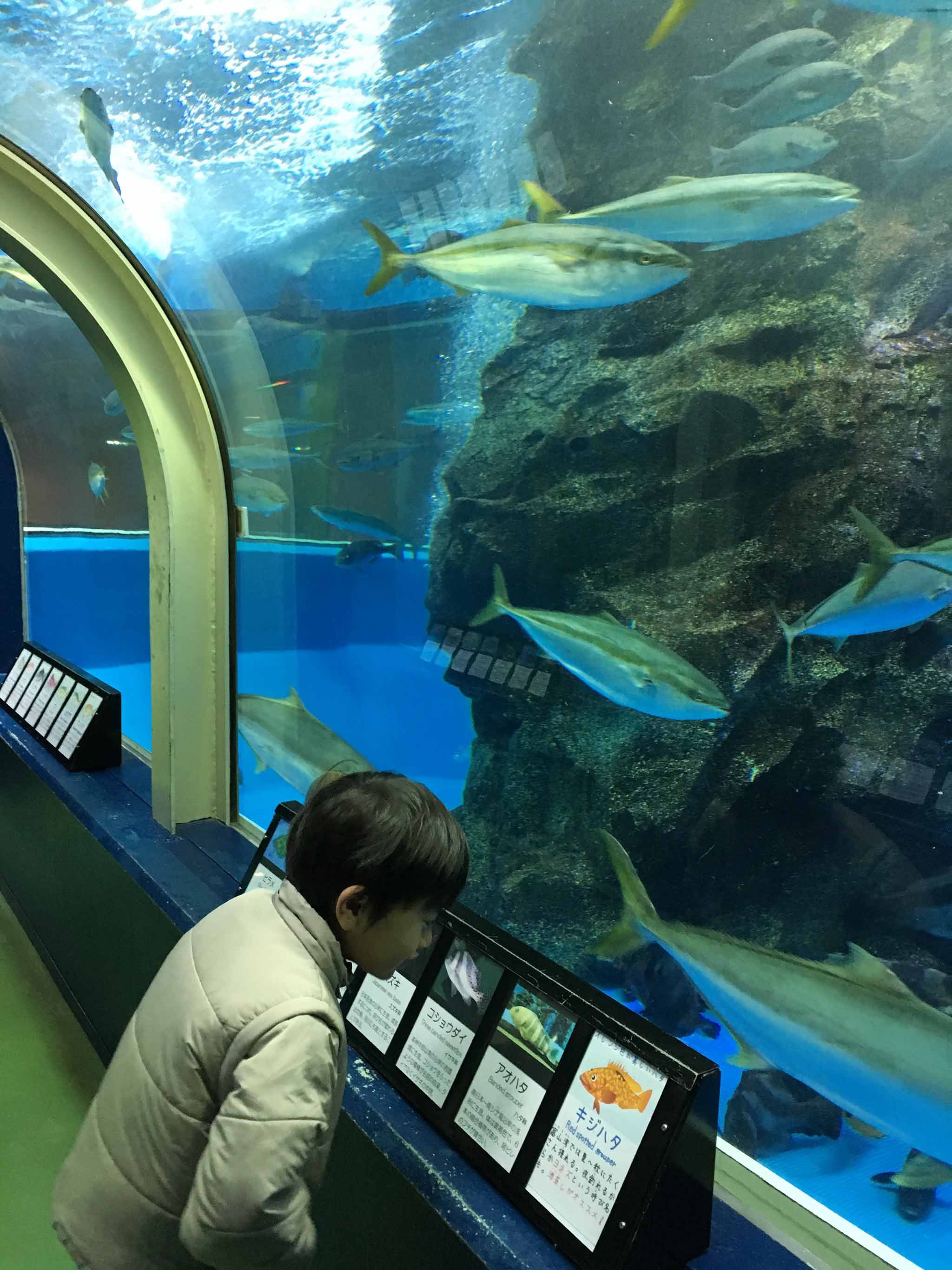 水族館大国日本～一番歴史のある水族館は？