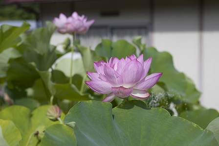 ご無沙汰しております。
