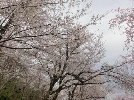 桜の開花予想出ました！お花見の予定、決めた？