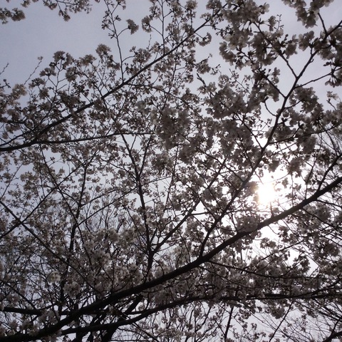 仕事先に桜が咲いてる