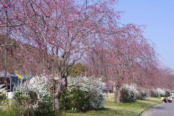水源公園桜まつり２０１５