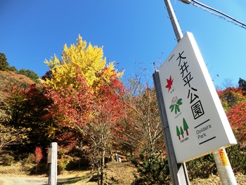大井平公園の紅葉２０１４
