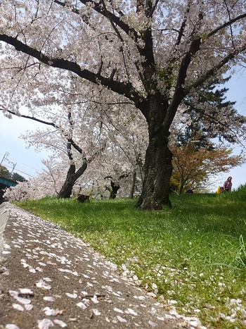 岡崎の桜まつり2016