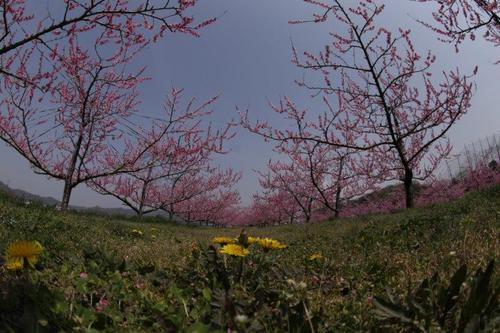 桜の新名所と満開に咲く春の花