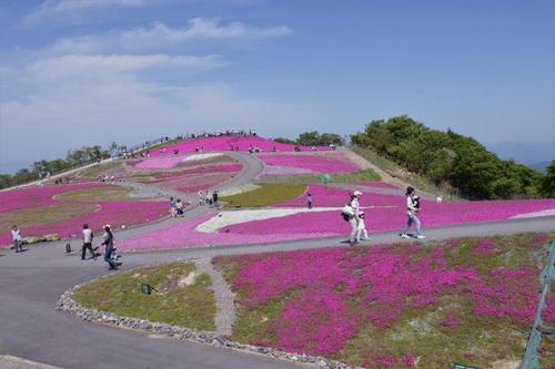 5月25日；天空の花回廊『茶臼山芝桜』