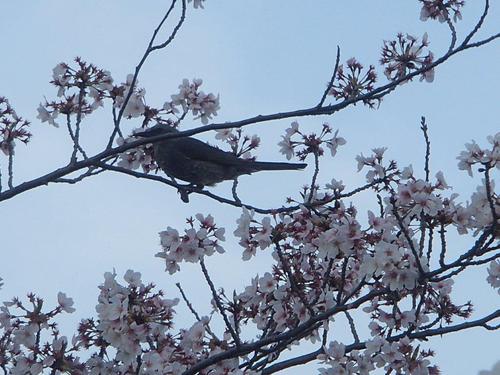 とよたの満開桜　見て歩き　/ / / /　・・・・　。。。。......