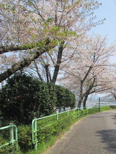 しだれ桜並木の枝下緑道コースを歩いて見ました！