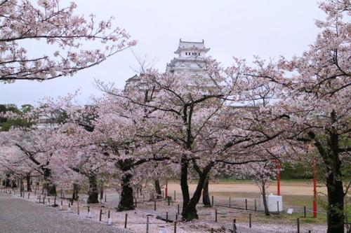 《春爛漫》❀桜と名城・名所巡りツアー・・・Ⅰ
