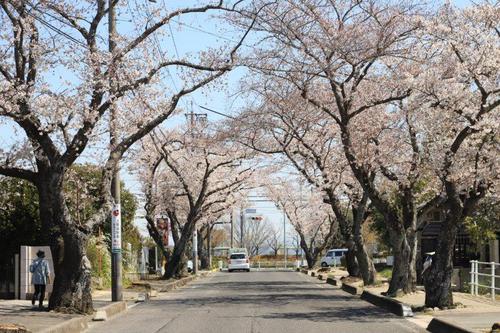 ≪ブログで花見？！≫　豊田市界隈の桜❀さくら❀サクラ❀咲く