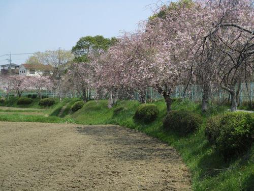しだれ桜並木の枝下緑道コースを歩いて見ました！