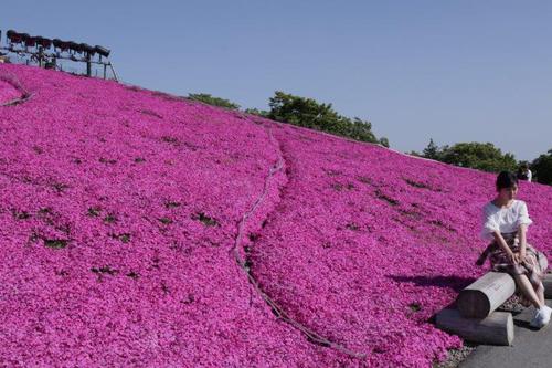 5月25日；天空の花回廊『茶臼山芝桜』