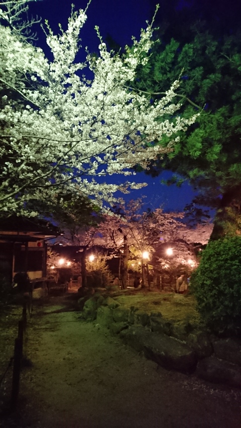 昨日は何年かぶりに夜桜を見に行ってきました