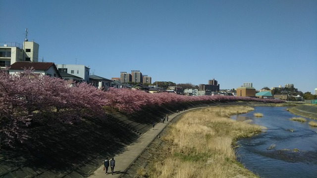 岡崎乙川沿いの河津桜でランニング