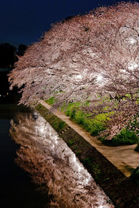 岡崎夜桜