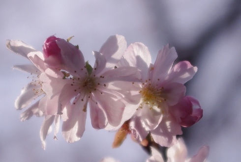 小原四季桜まつり２０１２
