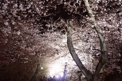 水源公園桜まつりライトアップ2013