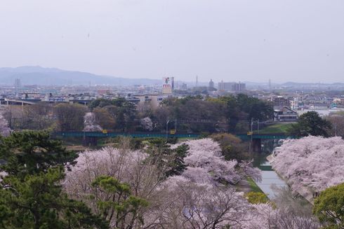 岡崎公園桜まつり２０１３