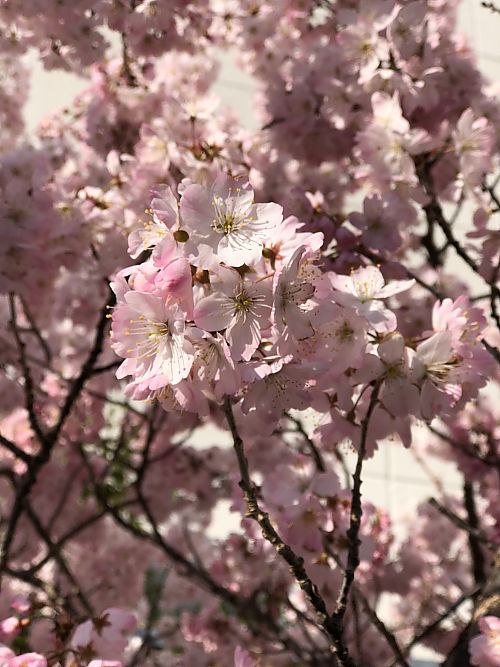 魯菴でランチ♪　　桜町本通り商店街の早咲き桜「はるめき桜」が満開！（豊田市）
