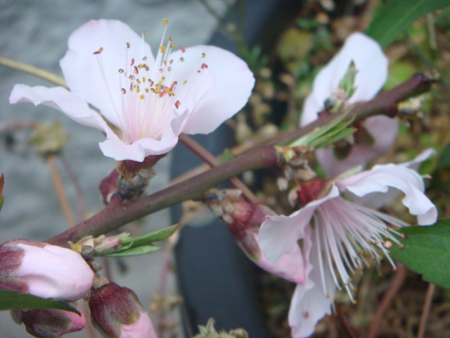 桃の花咲いた