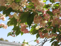 上地八幡宮の鬱金桜（うこんざくら）
