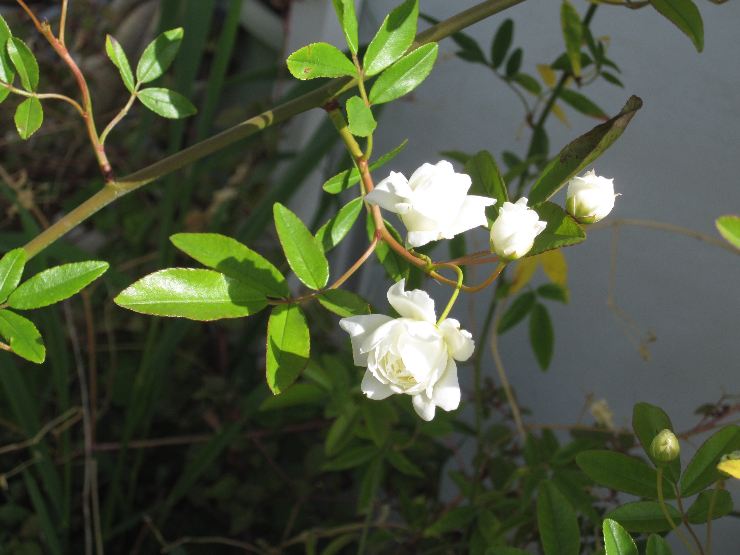 今日の庭の花・白八重咲き木香薔薇