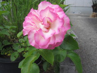 今日の庭の花・薔薇、柘榴、サクランボ