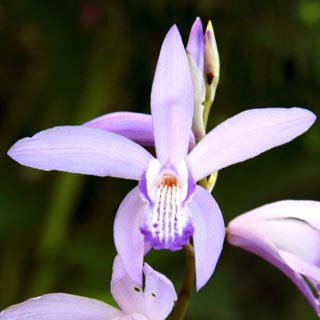 花フェスタ　紫蘭　１０種類