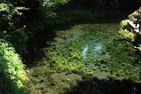 南阿蘇村　白川水源