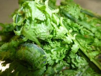 天然山菜こごみ