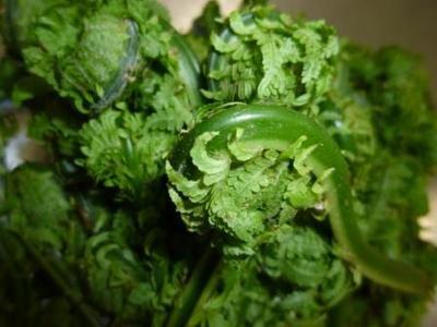 天然山菜こごみ
