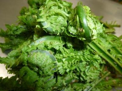天然山菜こごみ
