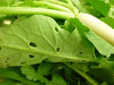 オイスカのぬき菜たち