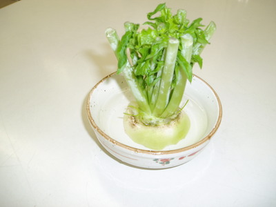 泪大根
