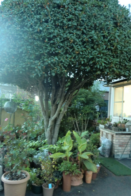 この木何の木? この木何の木?