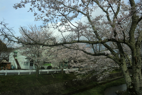 桜 満開 桜 満開