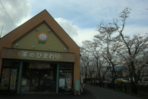 桜 満開 桜 満開