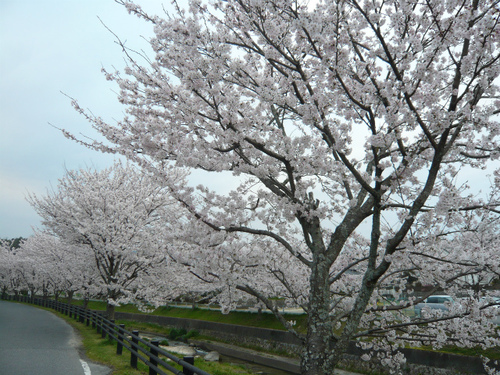 桜 満開 桜 満開