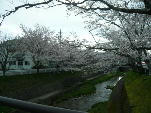 桜 満開 桜 満開
