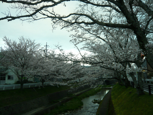 桜 満開 桜 満開
