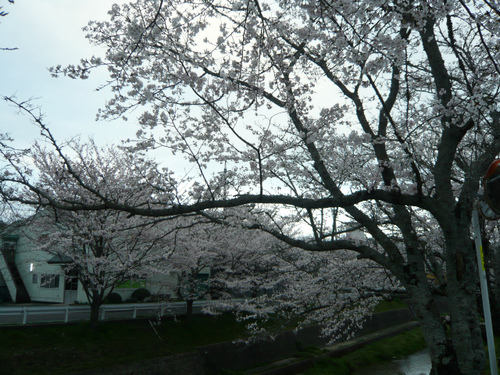 桜 満開 桜 満開