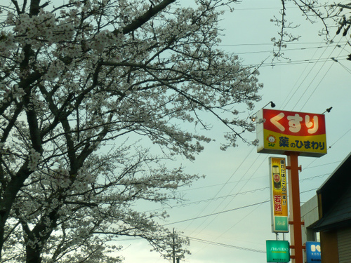 桜 満開 桜 満開
