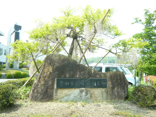 藤岡支所のふじ 藤岡支所のふじ