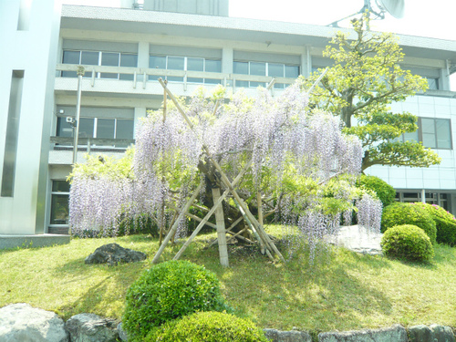 藤岡支所のふじ 藤岡支所のふじ
