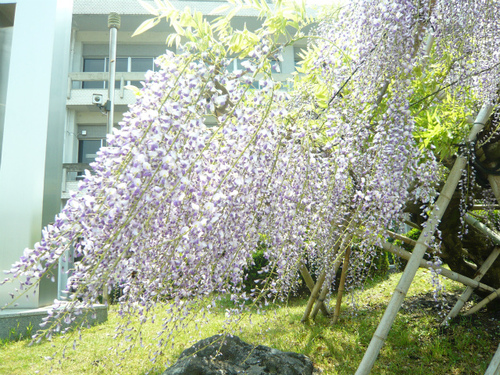藤岡支所のふじ 藤岡支所のふじ