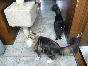 猫とガーデニング 猫とガーデニング